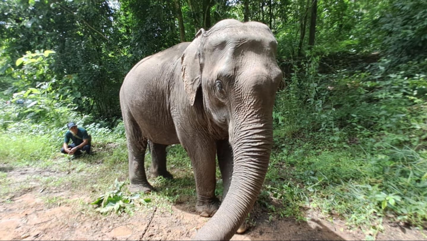 Help Us Rescue Monalo