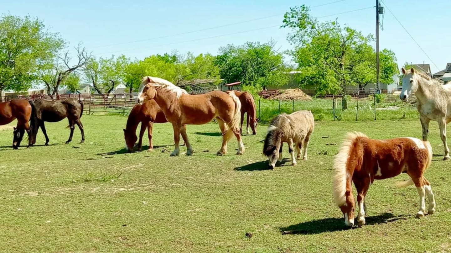 Monthly Sponsorship Program- Healing Through Horses and Changing Lives Together!