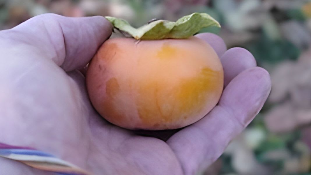 PLACER COUNTY HISTORIC ORCHARD TOUR
