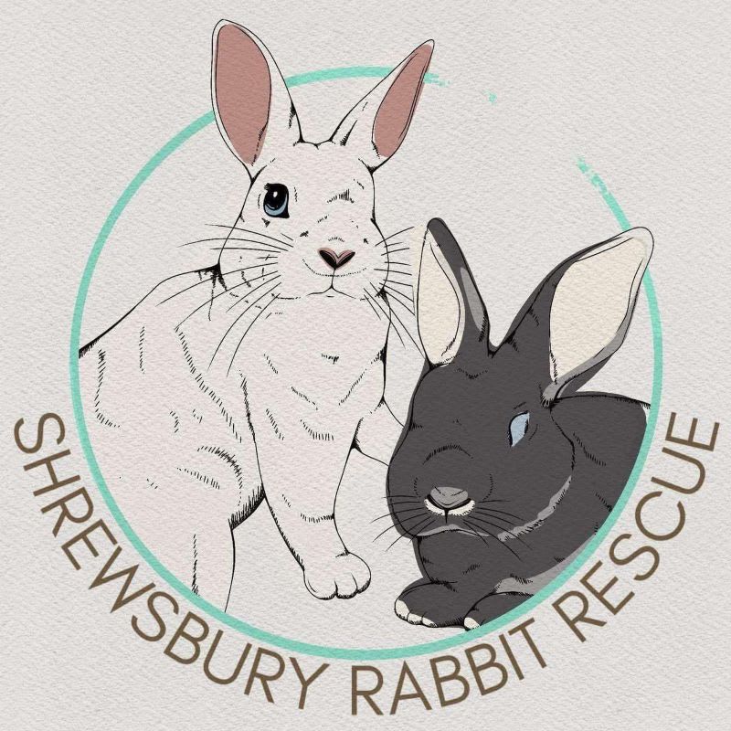 Sponsor a Sanctuary Rabbit