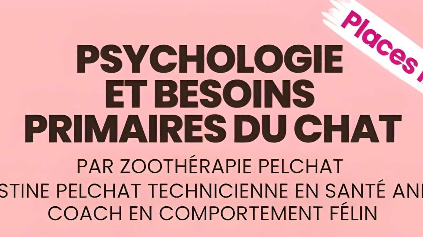 Conférence - Psychologie et besoins primaires du chat