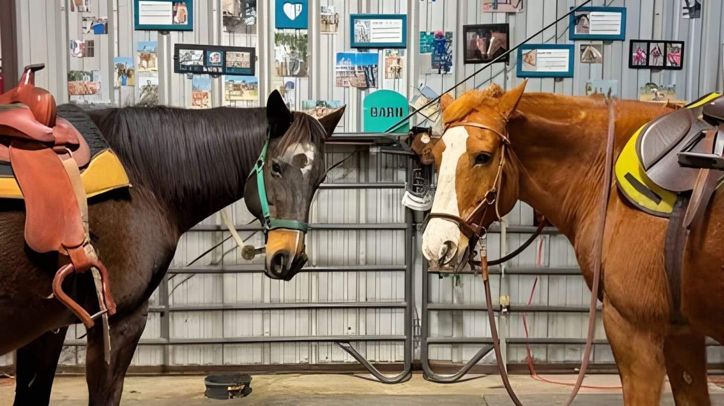 The Carrot Club-Sponsor a Horse!