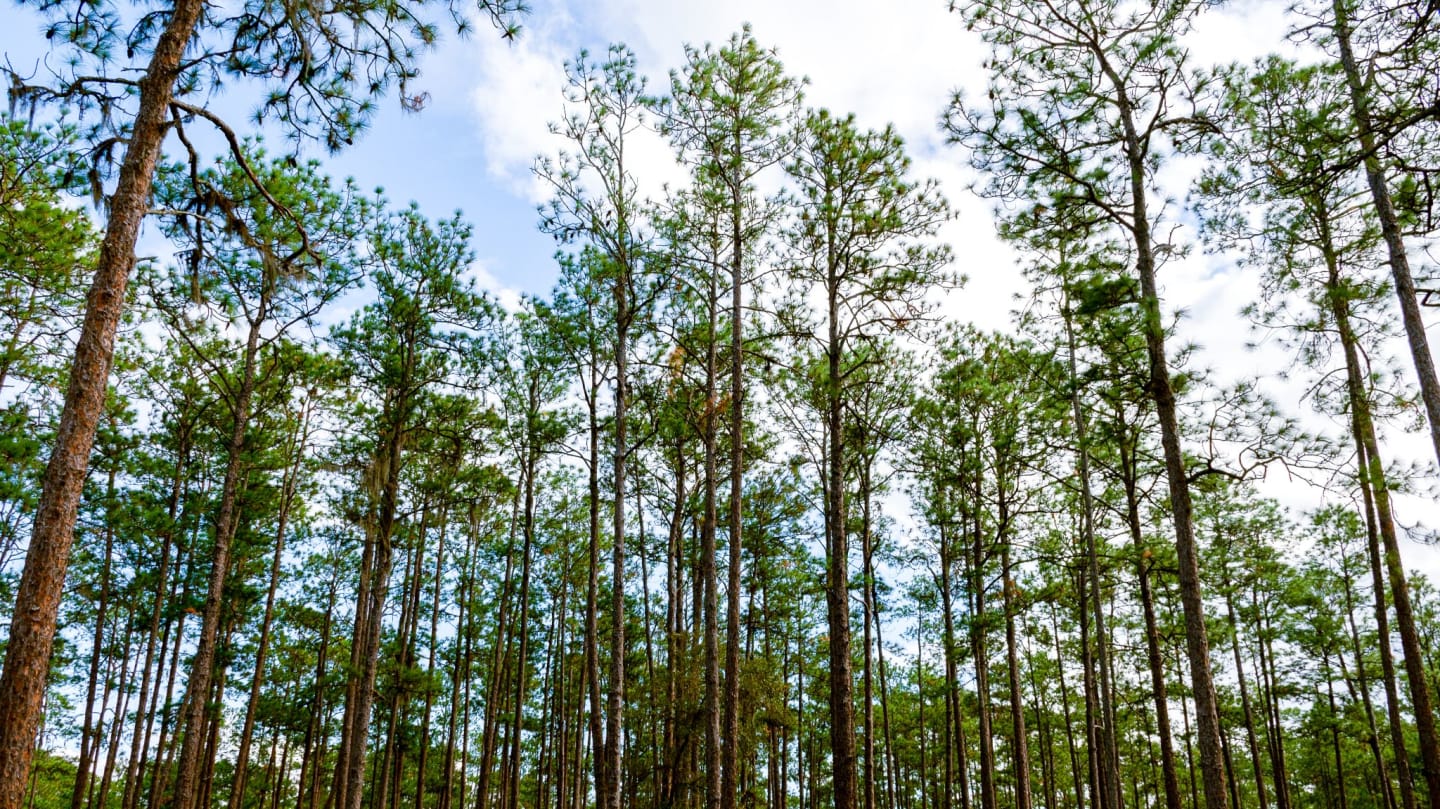 Florida Forestry Association Membership
