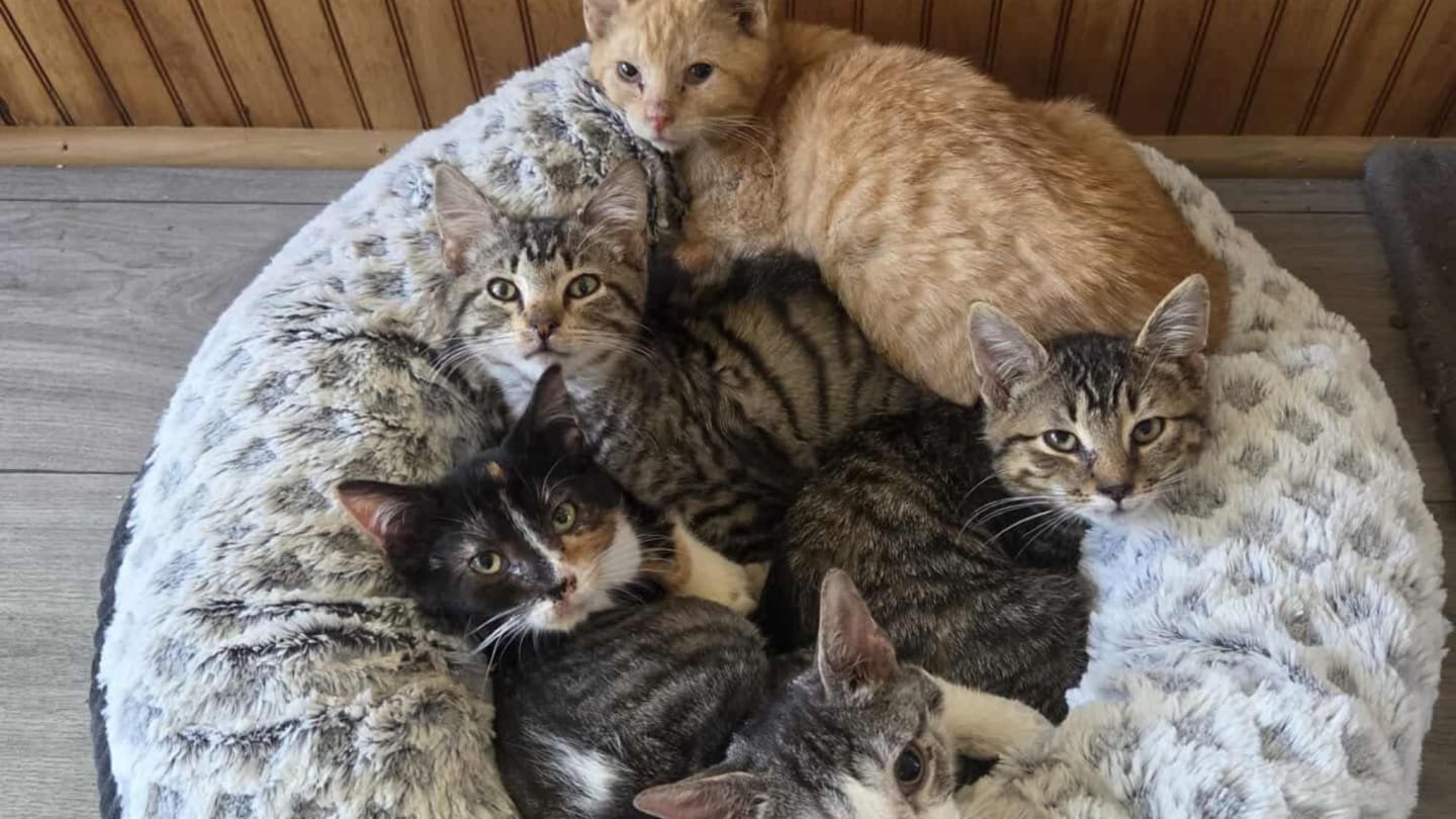Small Town Cat Rescue's Inaugural Raffle 2025