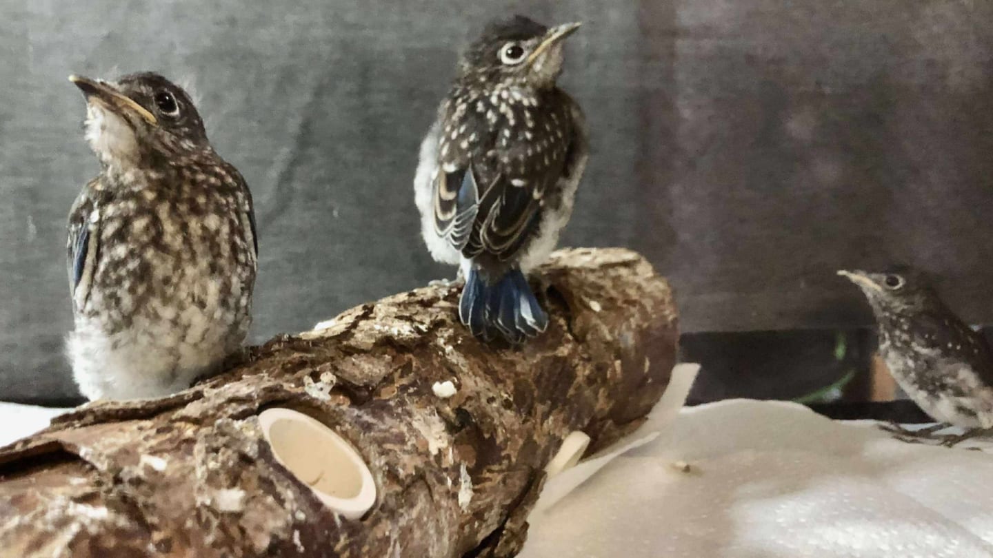 Fort Bend Wildlife Rescue's Annual Winter Raffle 2025