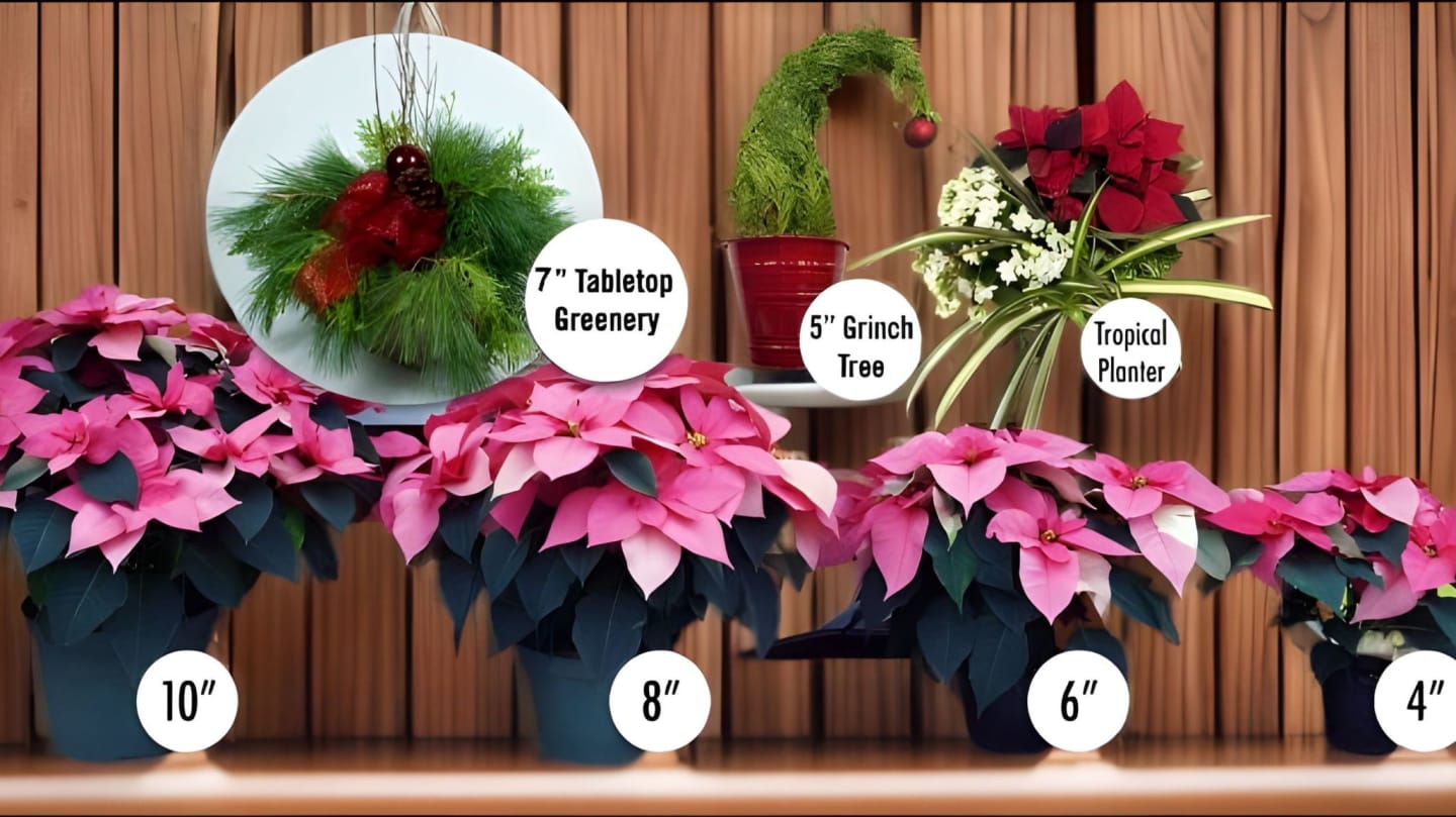 Holiday Greenery Sale