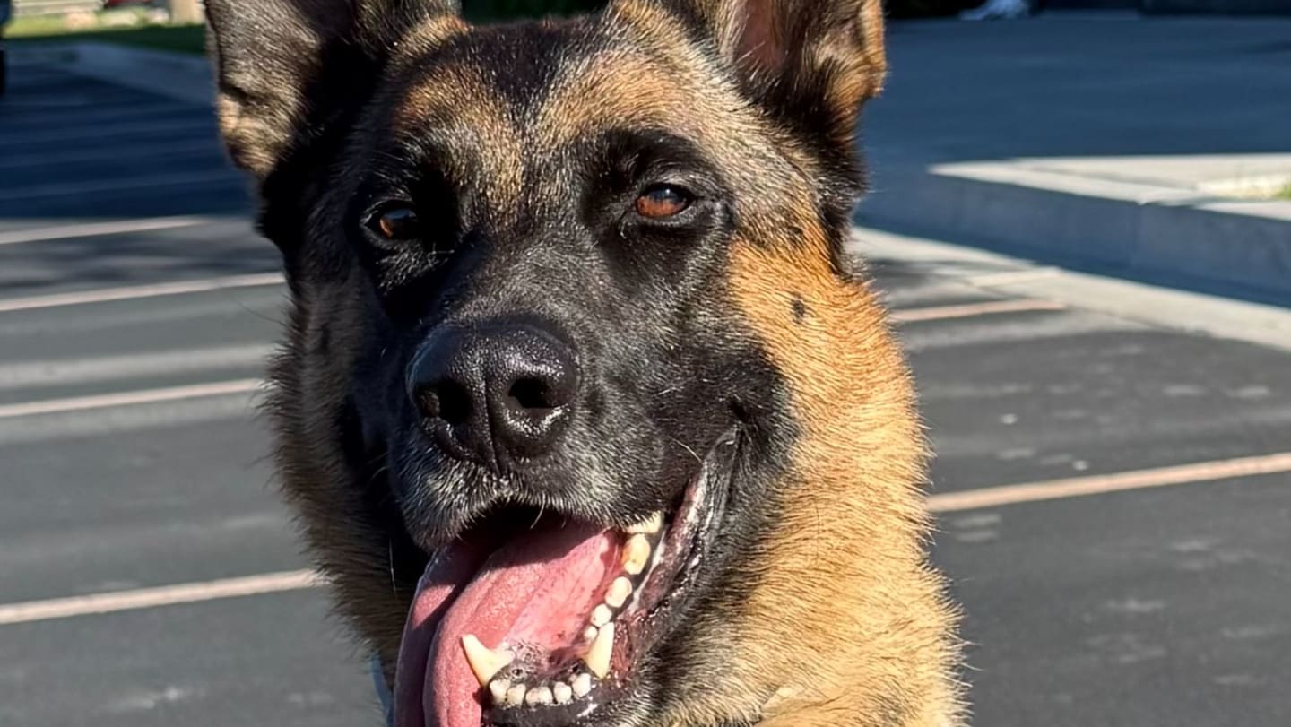 Help K9 Kane get a Vest!