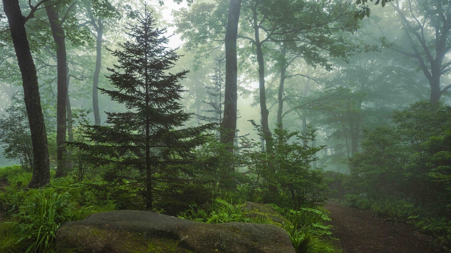 Rustic Spurce Tree Save Our Spruce