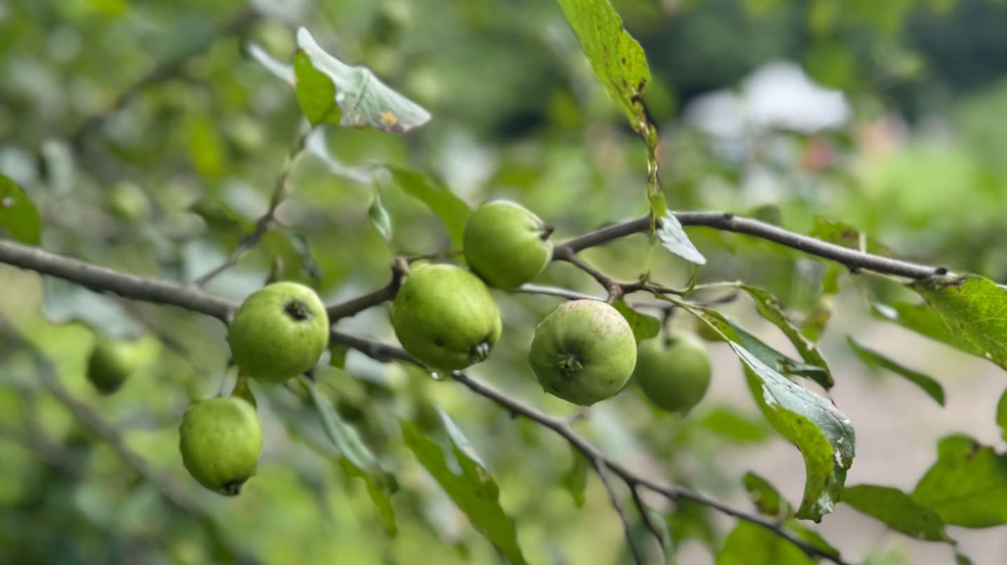 Tree of Life Orchard