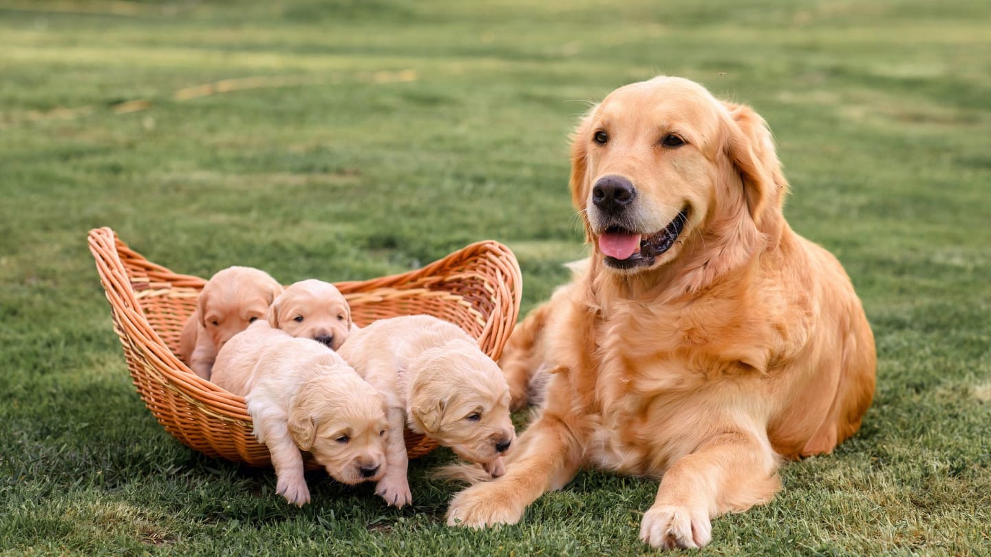 Adoption/Foster Application & Fee Agreement