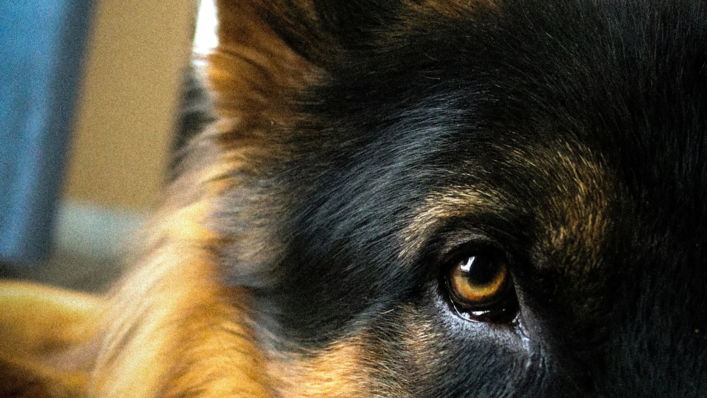 Workdog Rescue And Rehabilitation Inc's Shop