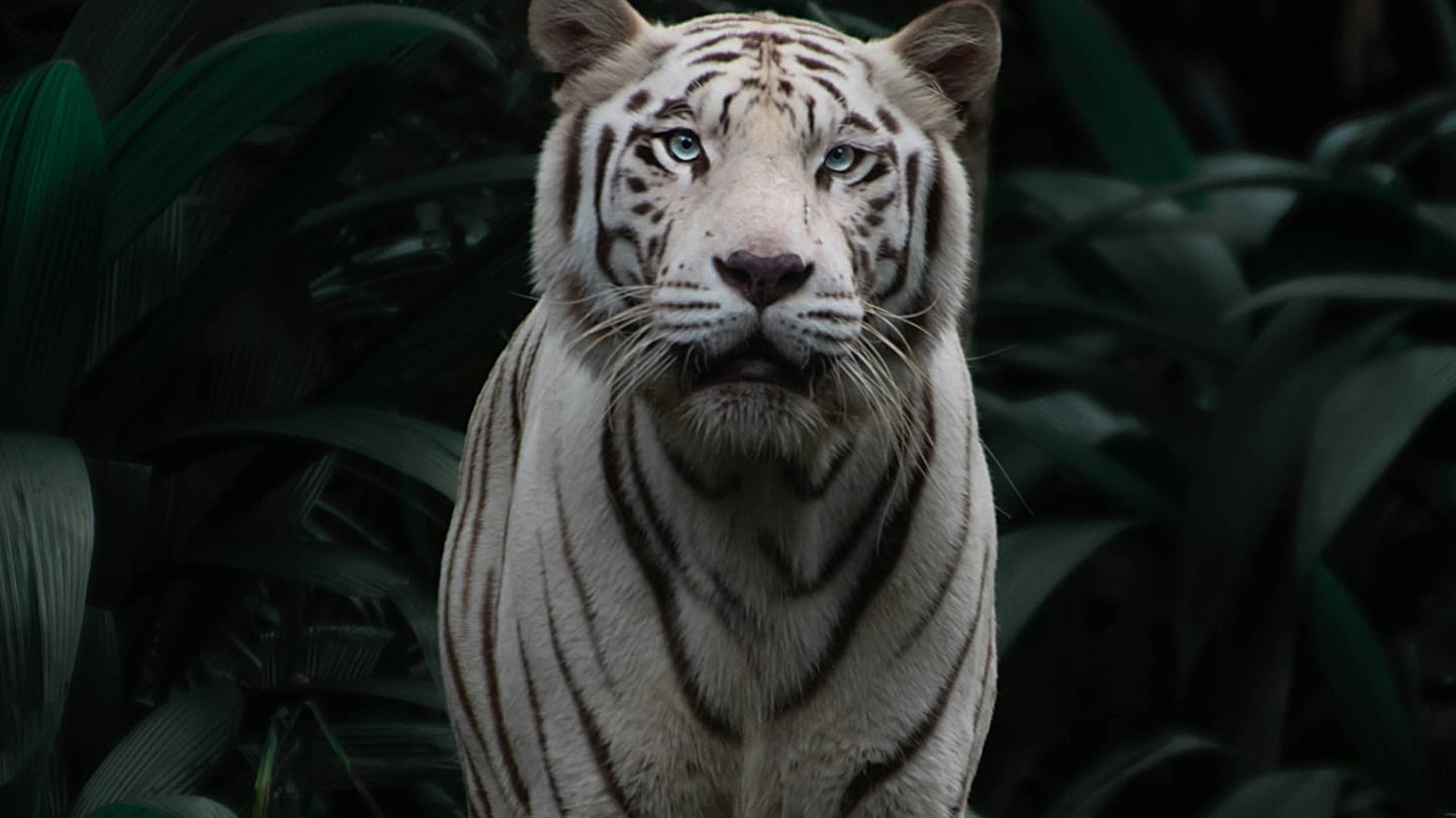 Donate to improve standards for captive wildlife