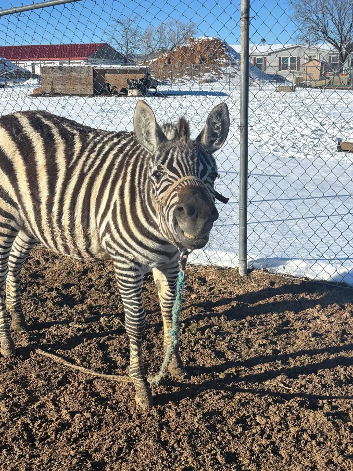 Save Pedro: Emergency Zebra Rescue