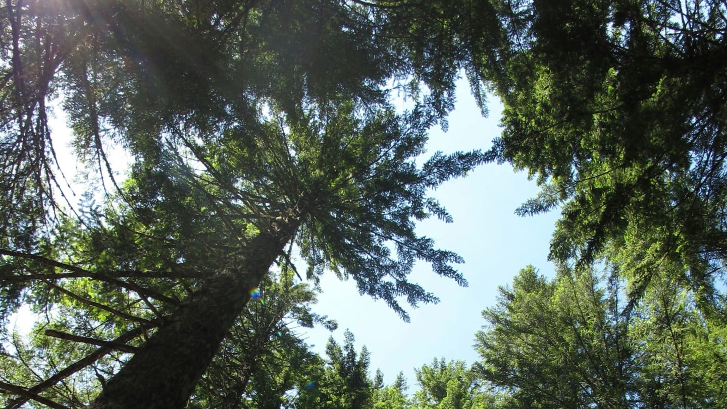 Big Bear Yoga Festival Retreat 2026: Making Sweet Memories