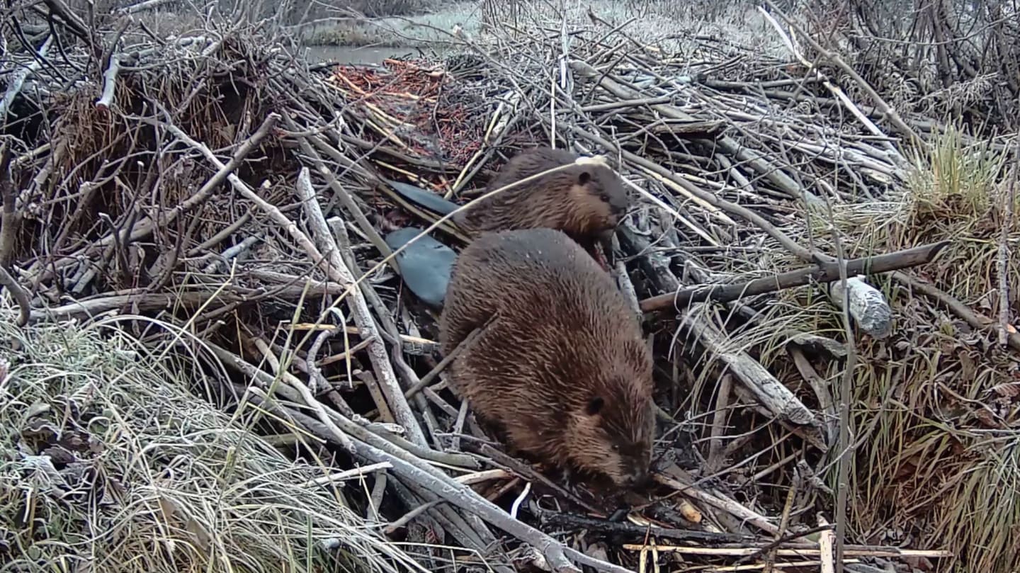 Donate to the Western Beavers Cooperative