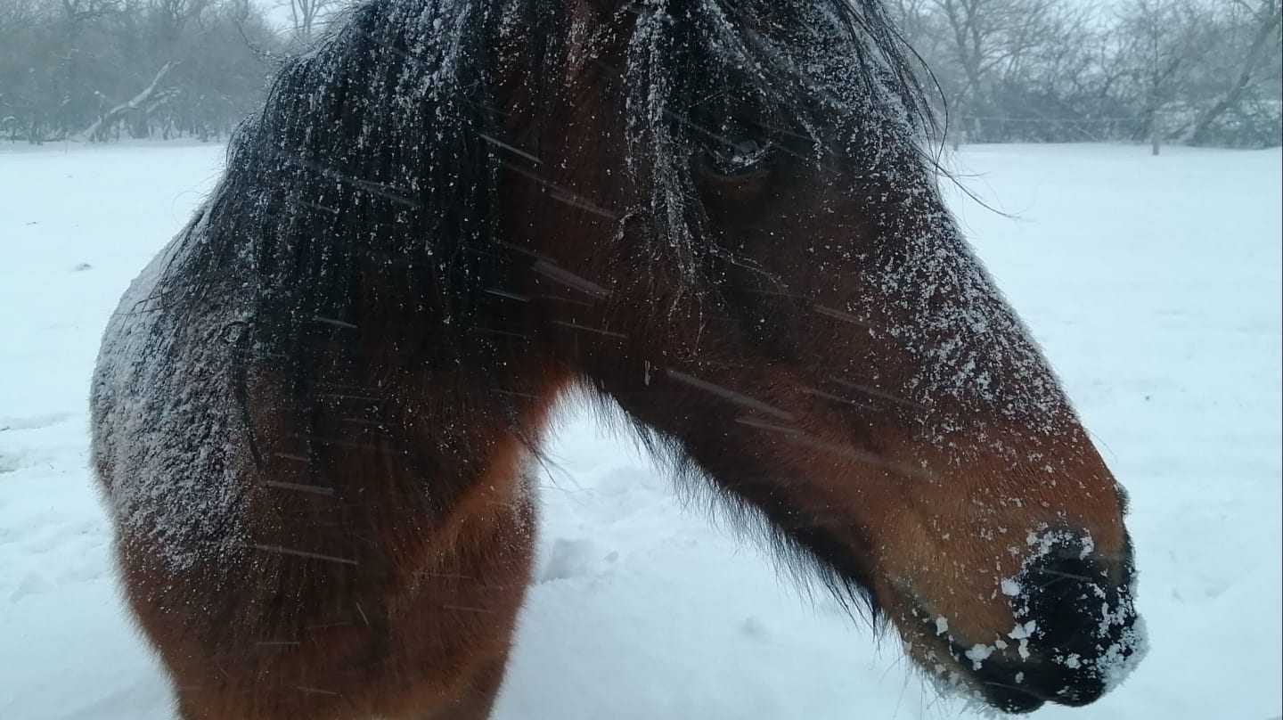 Ojibwe Horse Society Membership