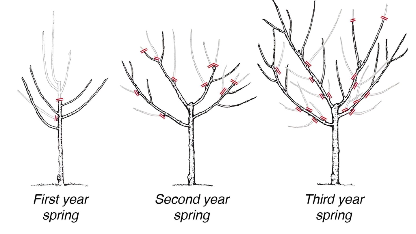 Fruit Tree Pruning Workshop @ Jean's Farm