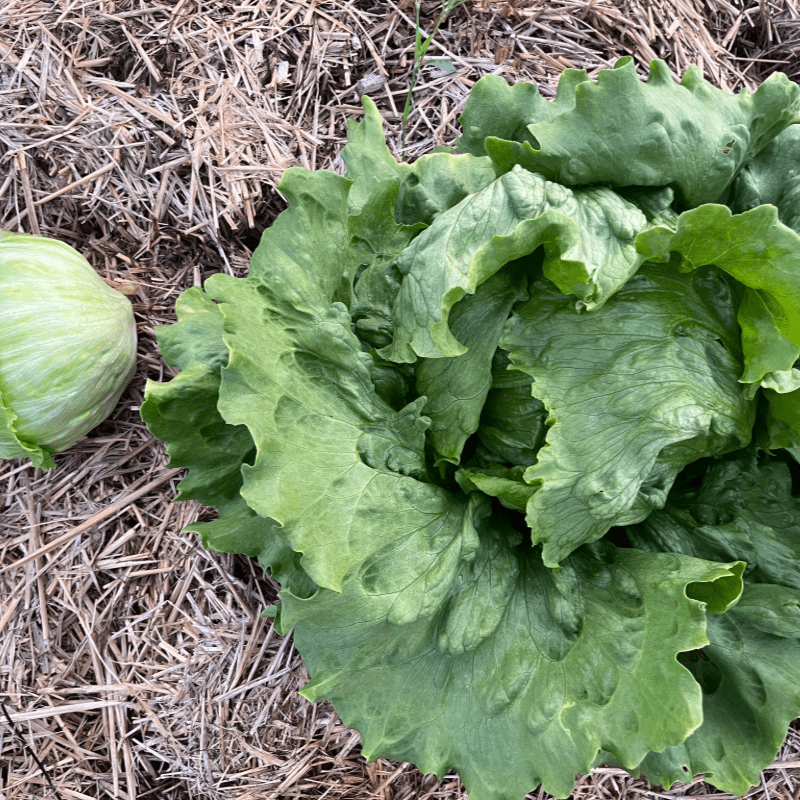 No Till Workshop with Kim Ross (Rossdale/Kross Farms)