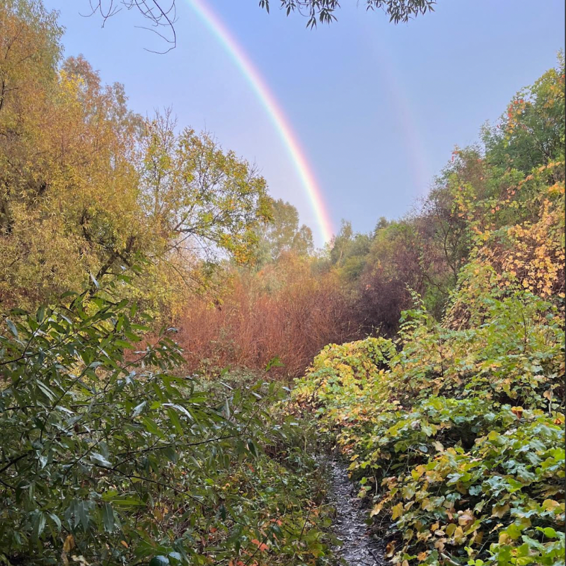 Forest Bathing with Davis Forest School