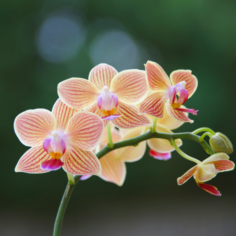 Miami Beach Orchid Society's Memberships