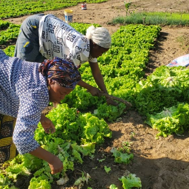 Donate to unlock the potential of women farmers of Burkina Faso