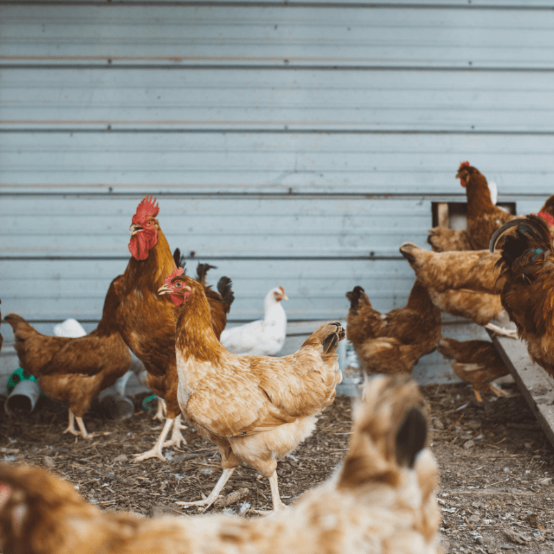 Chelmick Farm Field Trip- Old McMicky's Farm