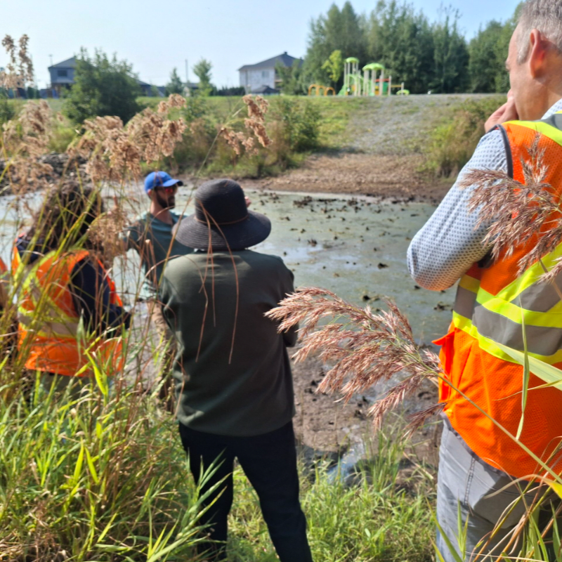 Contrôle du roseau commun en milieu riverain