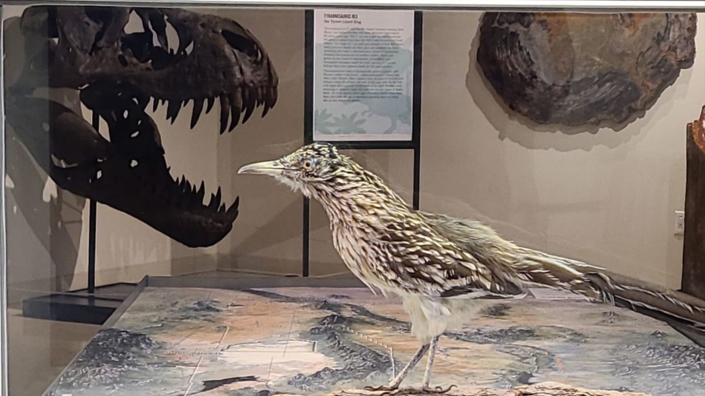 Foundation For Las Cruces Museums - Supporter