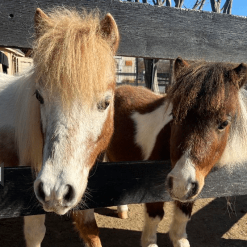 Sponsor our Mini Horses