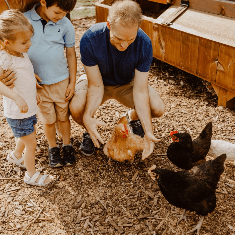 Sponsor our Chickens