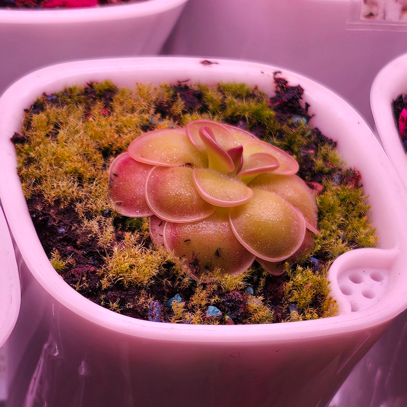 Plant your own Carnivorous Plant