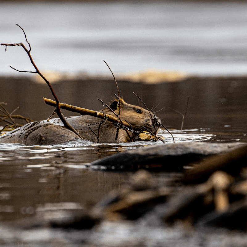 Webinar Series > Getting to Know your Local Beavers in Western Landscapes