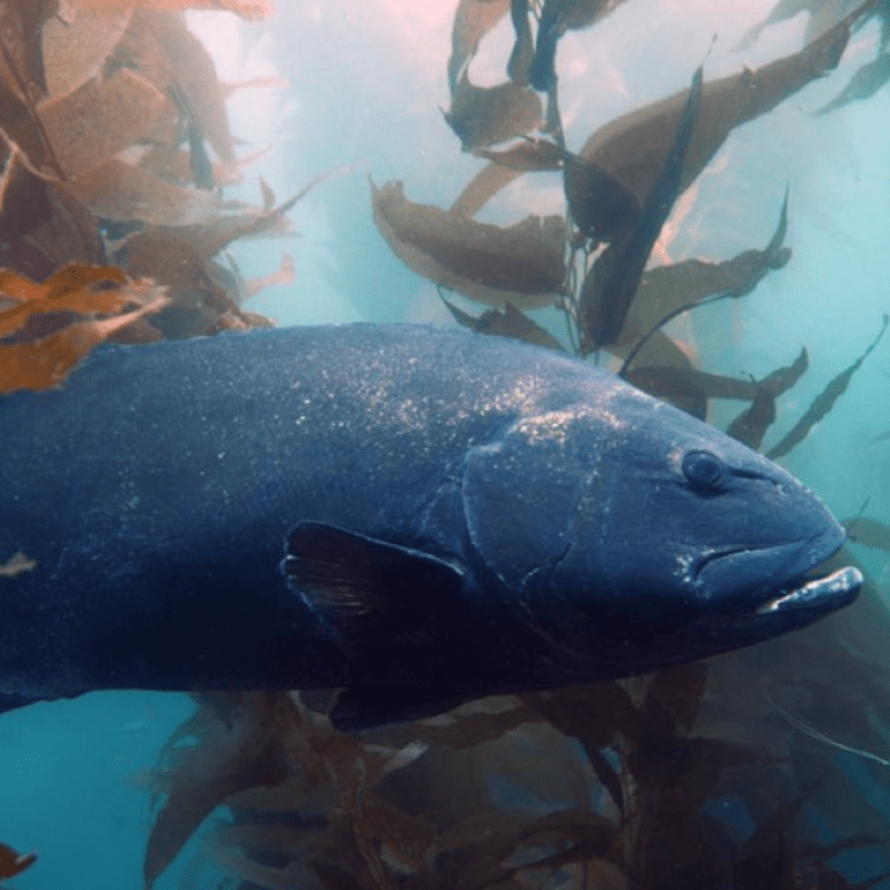 North Point (3-Dives)