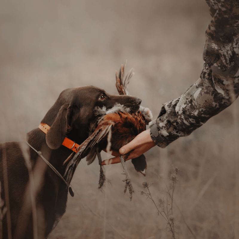Sporting Dog Association of Missouri Membership