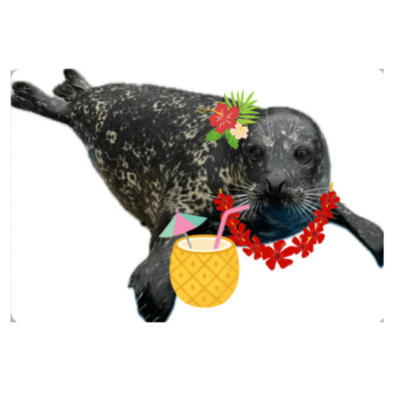 Skating for Seals 2026 Raffle