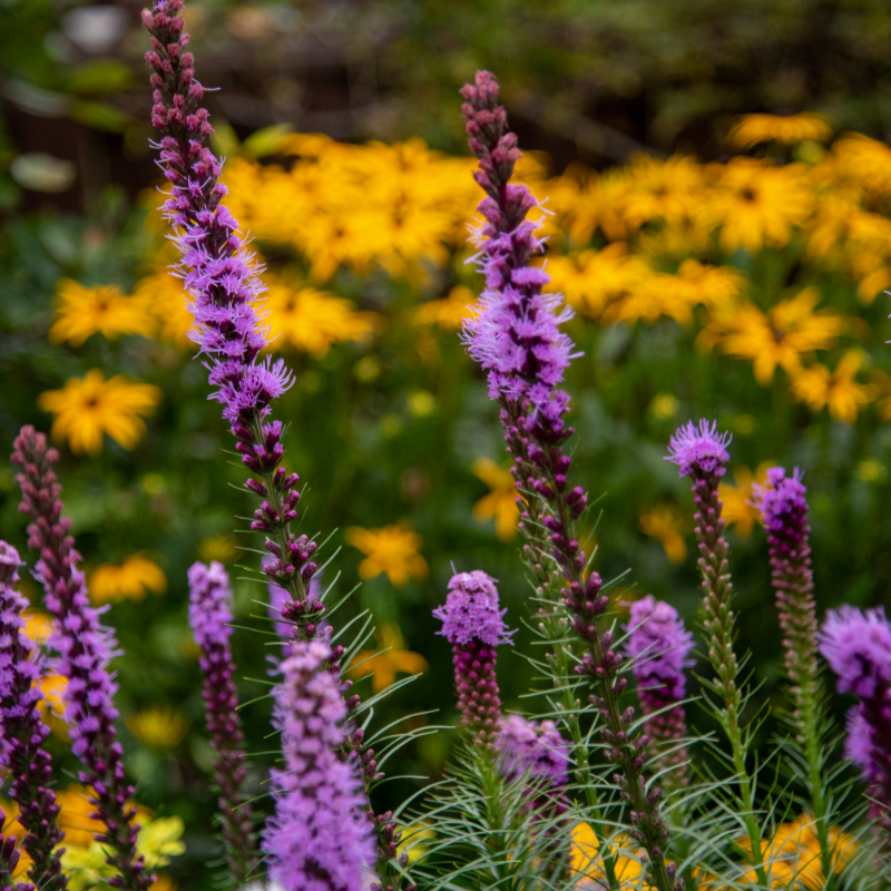 Dogtown Ecovillage Potluck 2/22