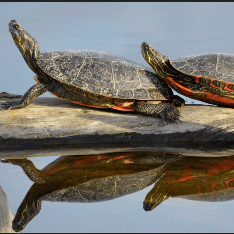 All About Turtles at Crabtree