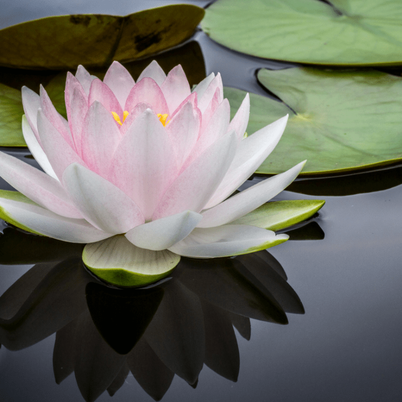 Spring Renewal Sound Bath