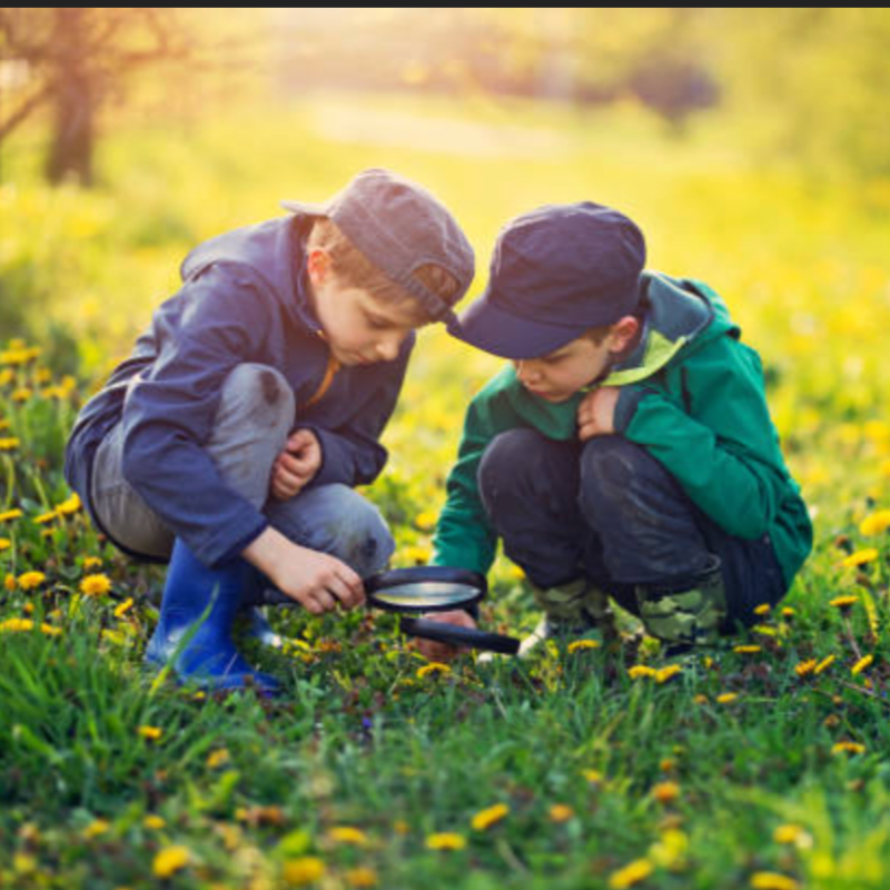 Lyman Woods Field Trip - Bugged Out!