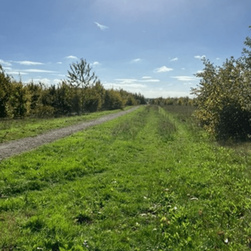 Andover Trees - Community Conservation Day - June