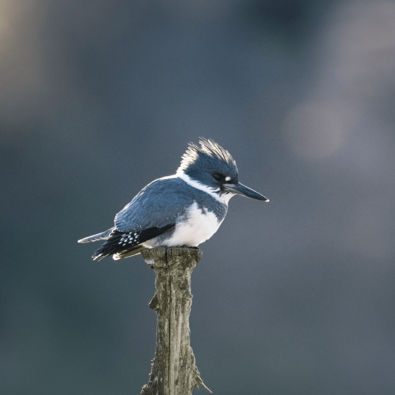 March Bird Walk with Sam MacTavish