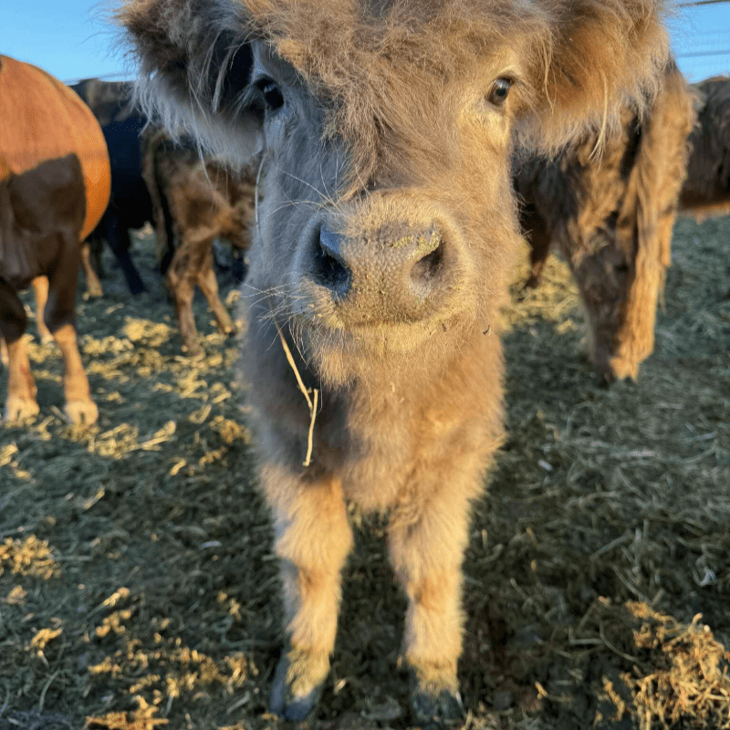 Learning Adventure: Highland Cows and Farm Tour
