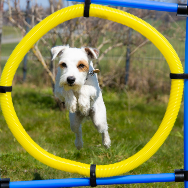 Beer and Dog Sports!