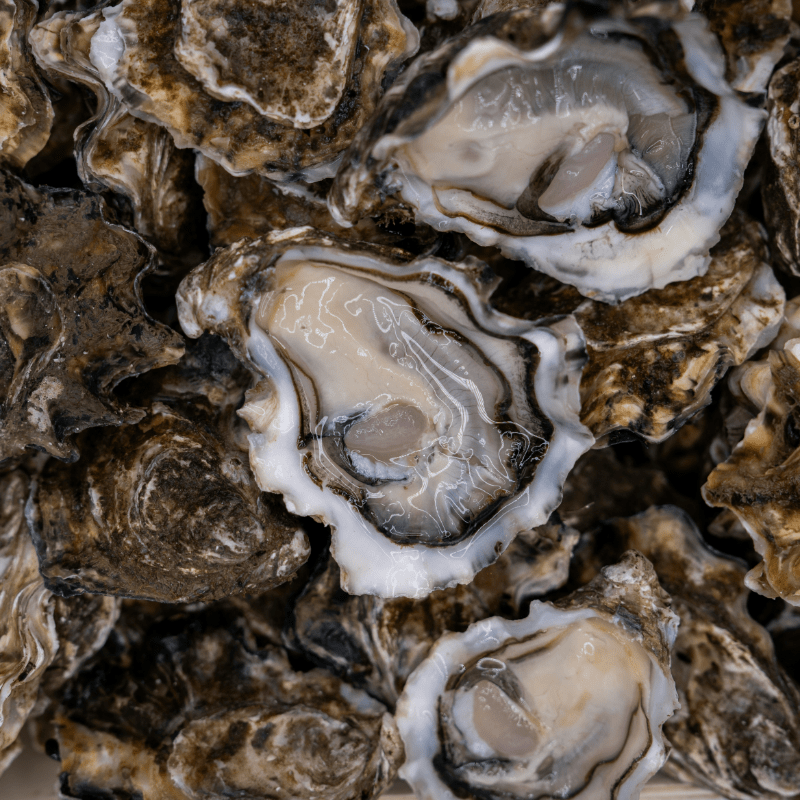 Annual Oyster Roast