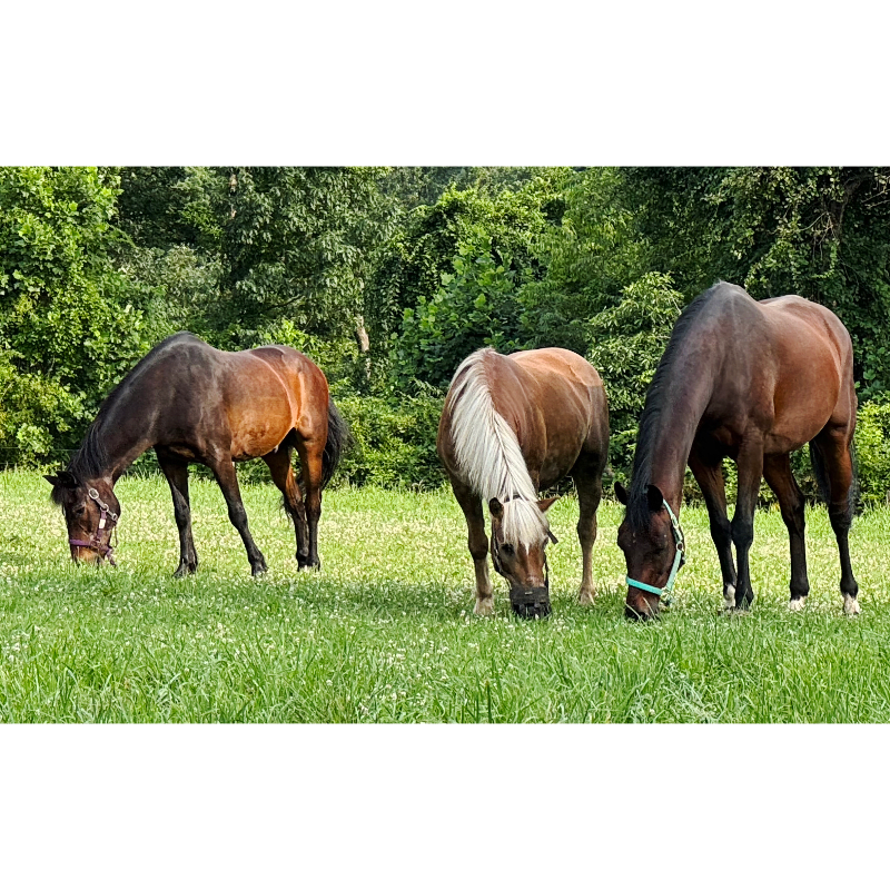 Elite Horse Sponsorship