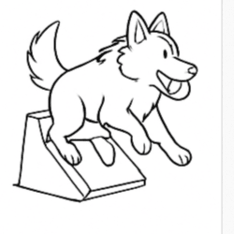 Flyball Practice/Fun Run