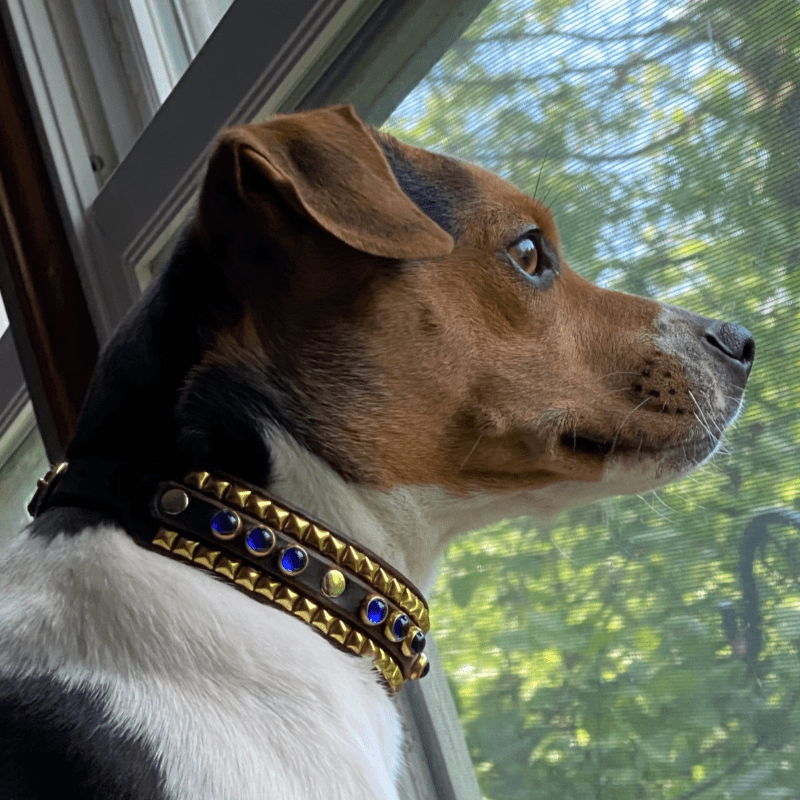 Danish Swedish Farmdog Club Of America National Specialty Sponsorships