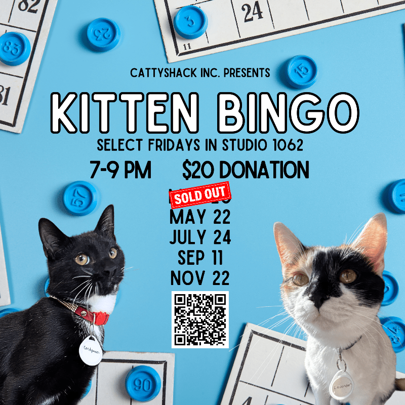 Kitten Bingo 2026