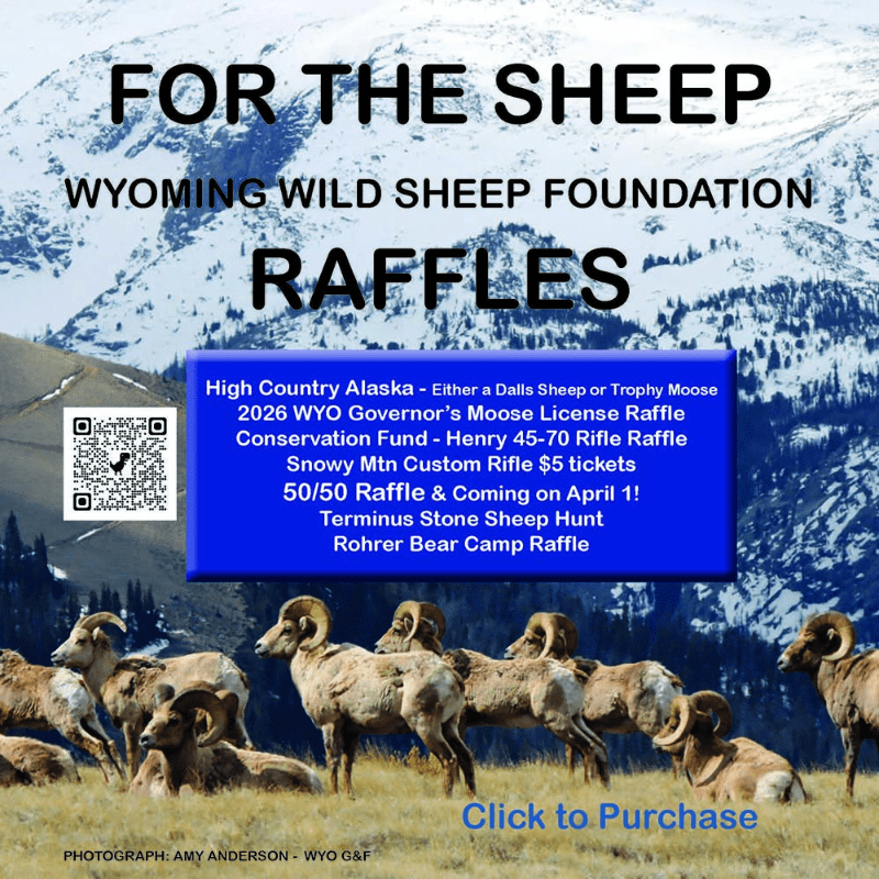 Wyoming Wild Sheep Raffles