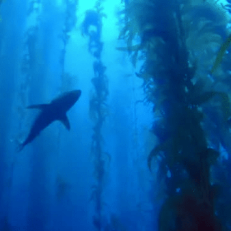 San Clemente Island, 2-Day, Limited Load